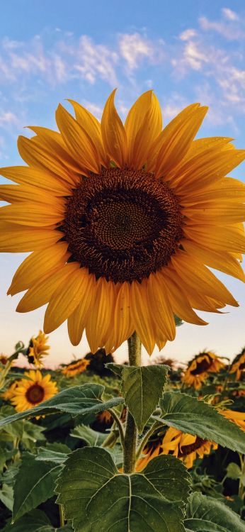 Naturaleza, Entorno Natural, Pétalo, la Botánica, Amarillo. Wallpaper in 1080x2340 Resolution