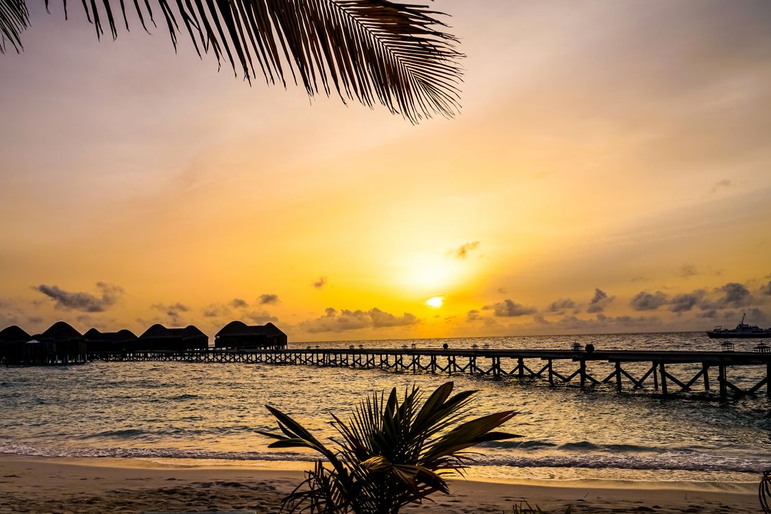 Palme am Meer Bei Sonnenuntergang Sea. Wallpaper in 2560x1706 Resolution