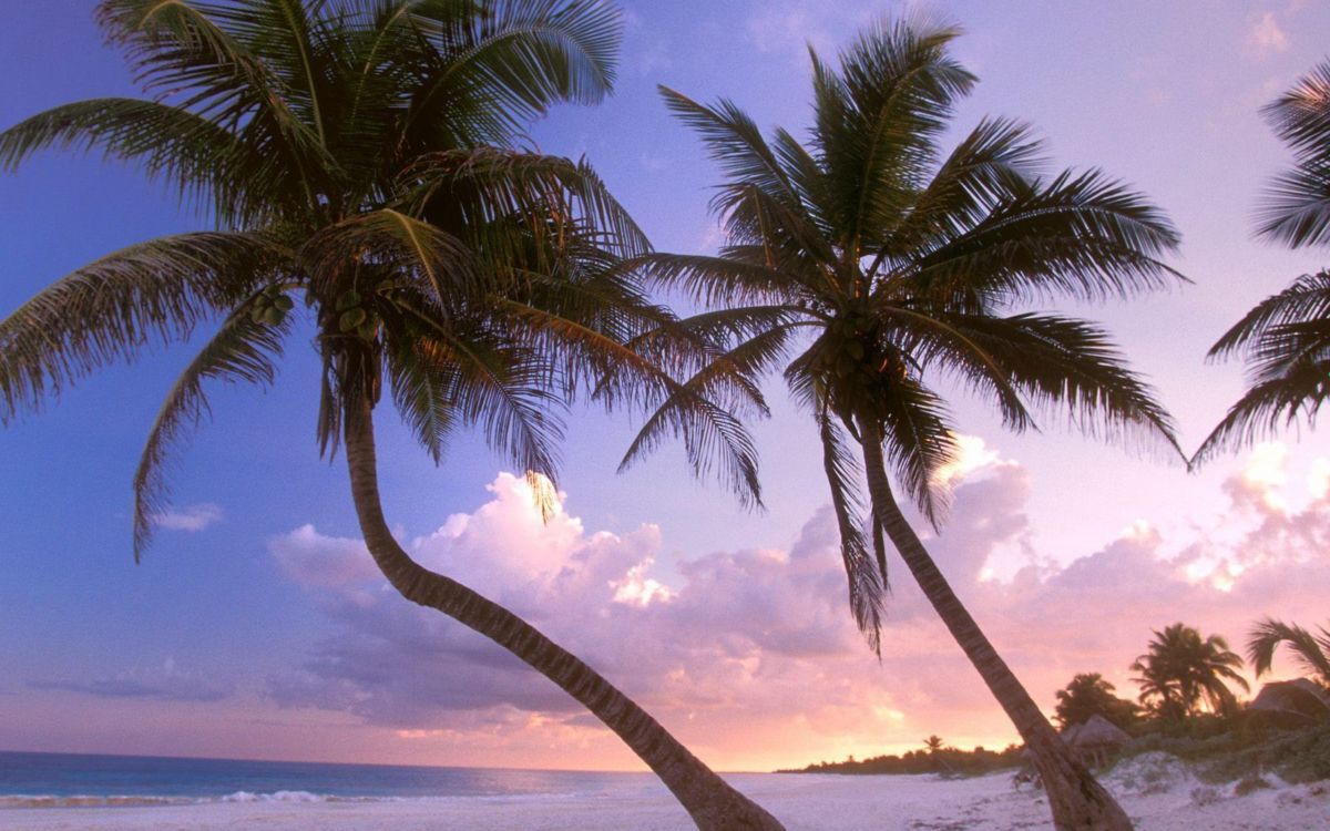 Palmera Verde Cerca Del Cuerpo de Agua Durante el Día. Wallpaper in 2560x1600 Resolution