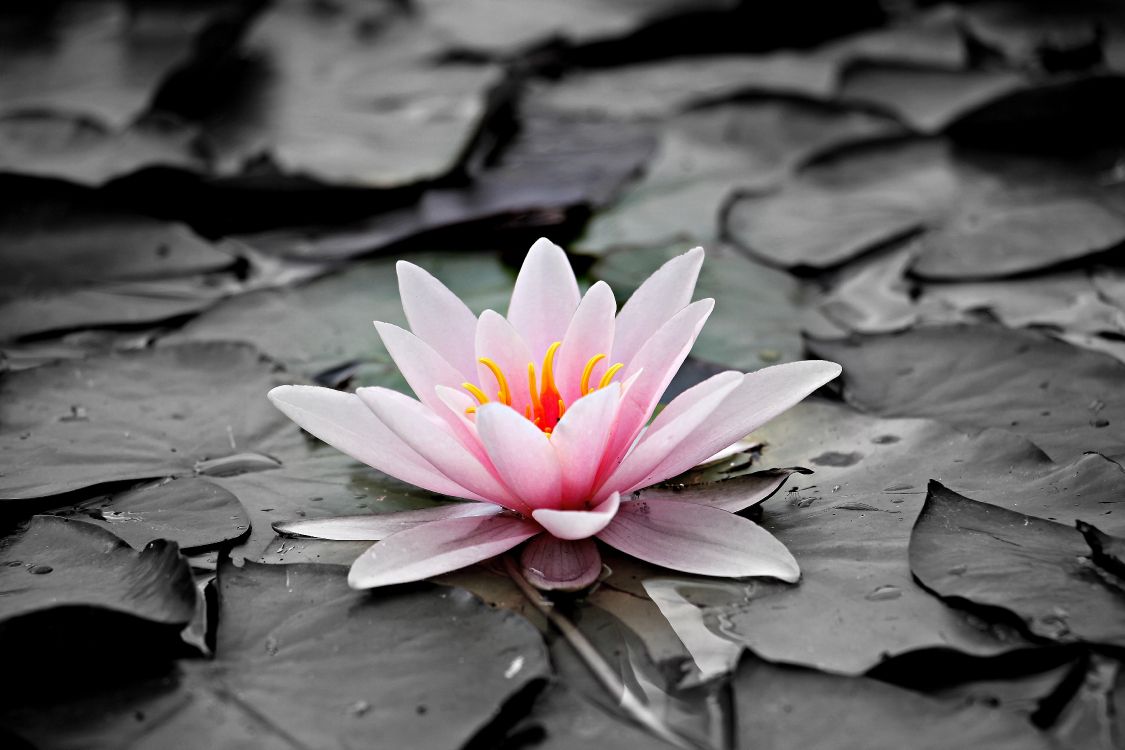 Pink Lotus Flower on Water. Wallpaper in 5184x3456 Resolution