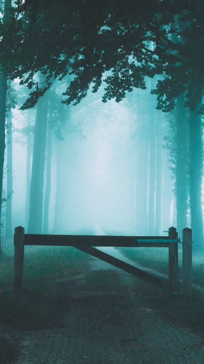 Ciel, Atmosphère, Nature, Forêt, Paysage Naturel. Wallpaper in 3240x5760 Resolution