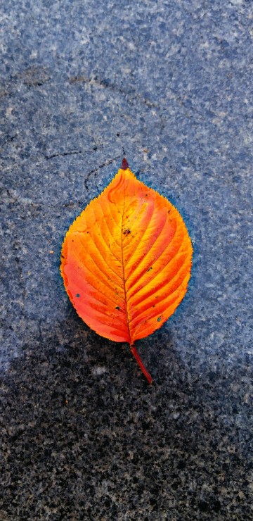Image close up, red, yellow, leaf, orange