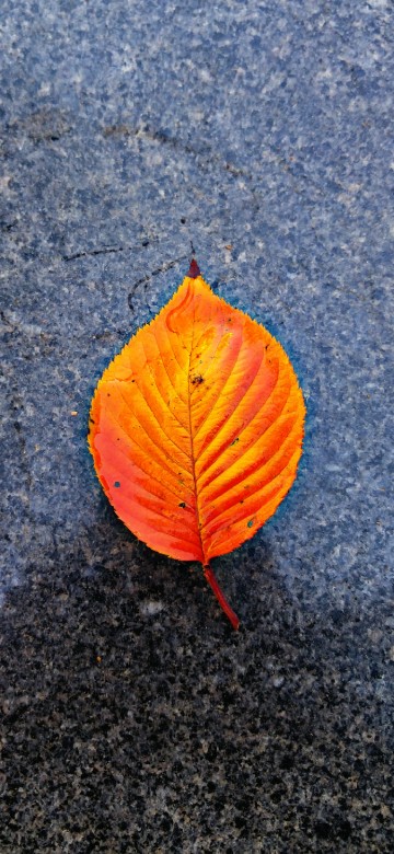 Image close up, red, yellow, leaf, orange