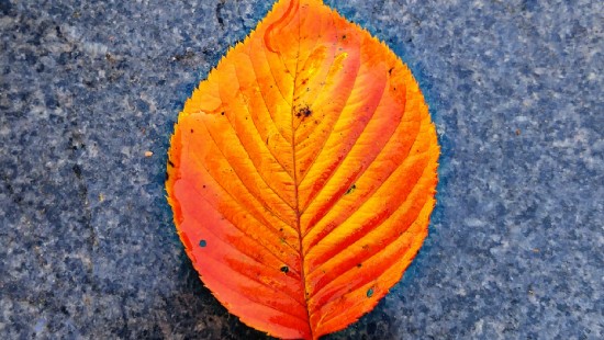 Image close up, red, yellow, leaf, orange