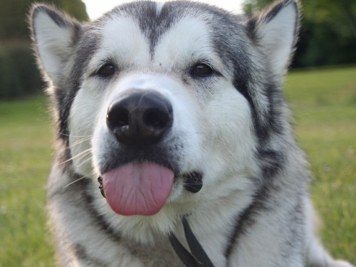 Image white and black siberian husky