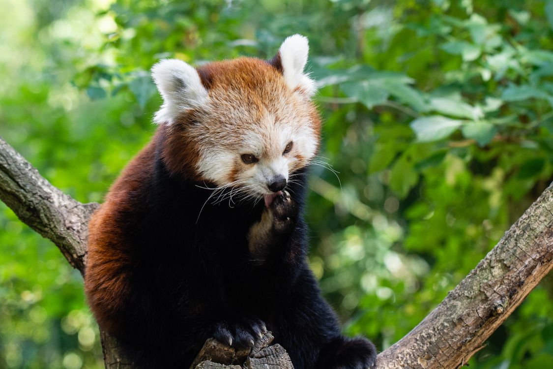 Panda Rojo en la Rama de un Árbol Durante el Día. Wallpaper in 5378x3585 Resolution