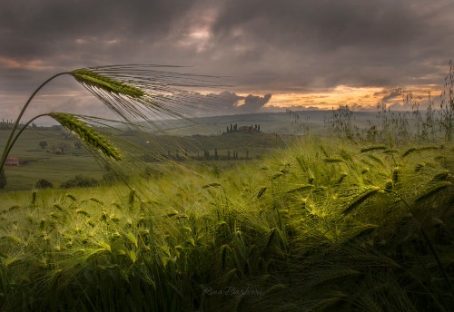 Image green grass field during sunset