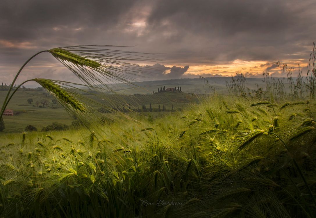 green grass field during sunset