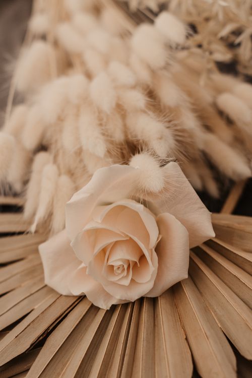 Hintergrundbilder weiße rosen Rosen bilder