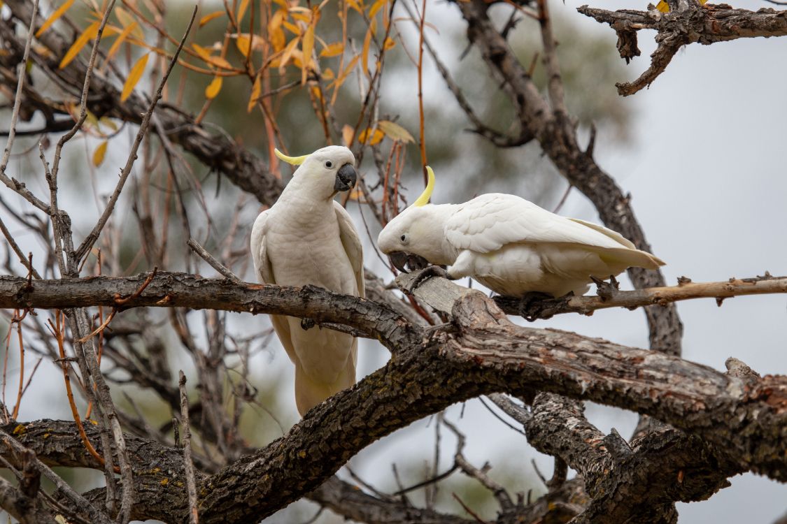 Pájaro Blanco en la Rama de un Árbol Marrón Durante el Día. Wallpaper in 6000x4000 Resolution