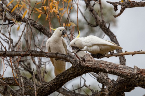 Image white bird on brown tree branch during daytime