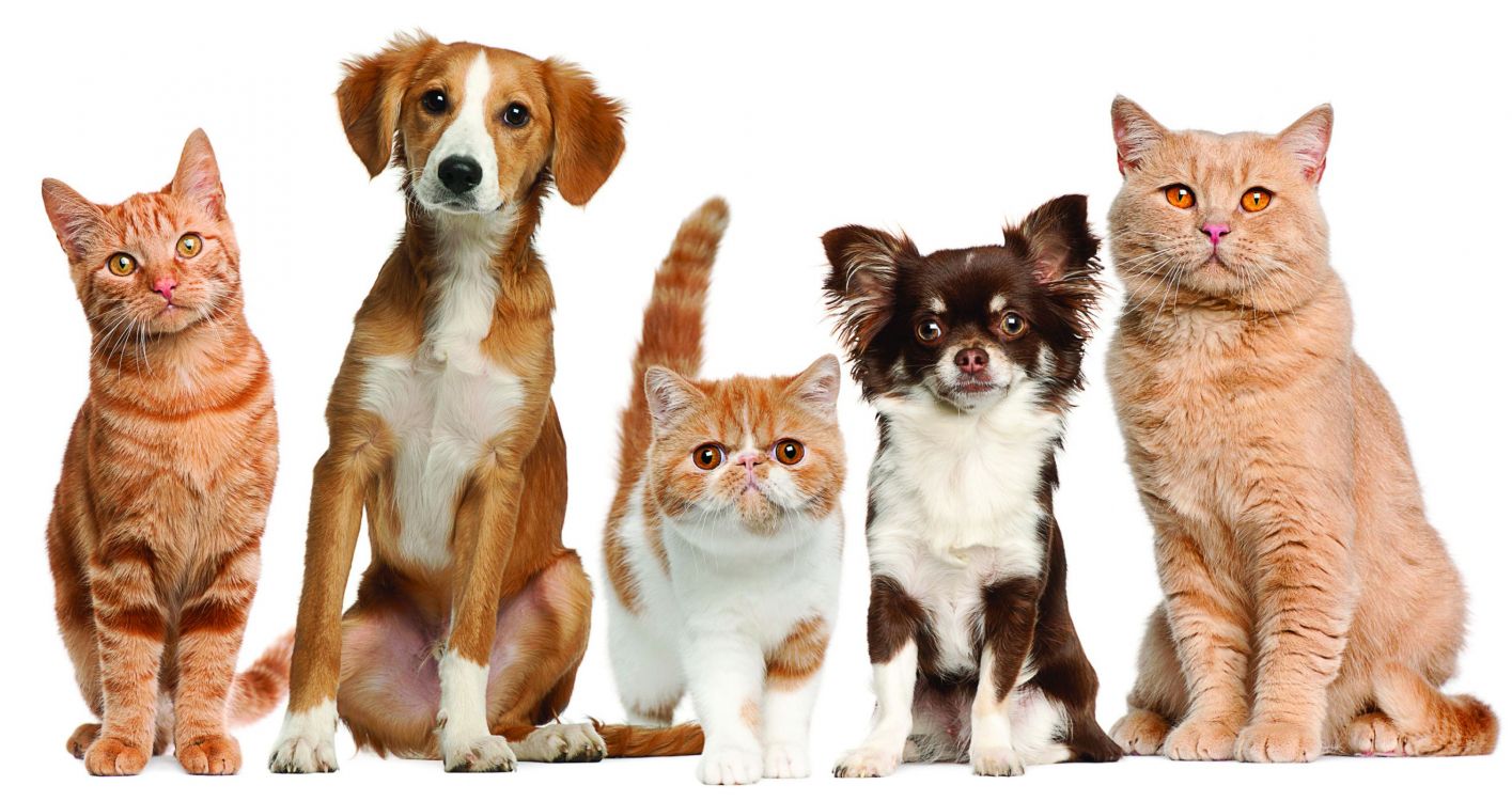 品种的狗, 小猫, 胡须, 猫粮, 伴侣的狗 壁纸 2642x1400 允许