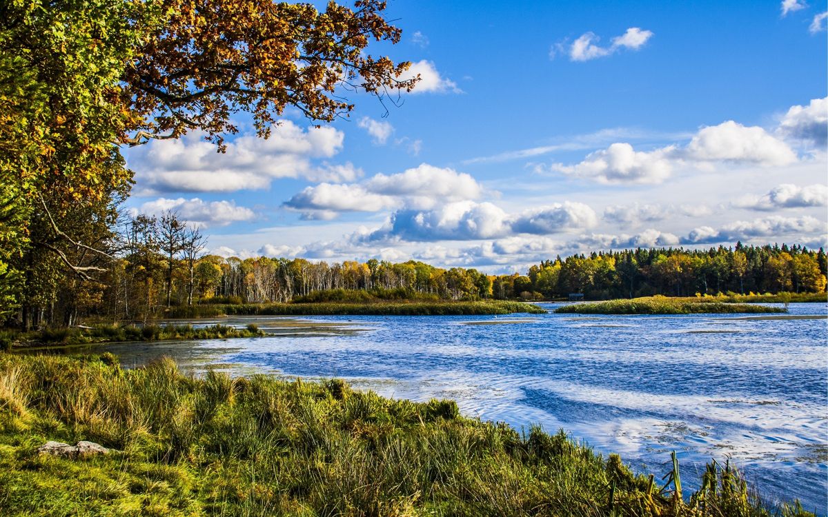 green grass field near body of water under blue sky during daytime