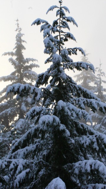 Image snow covered pine trees during daytime