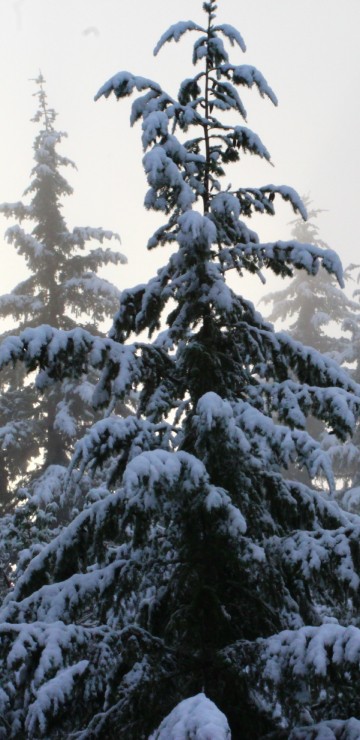 Image snow covered pine trees during daytime