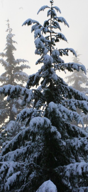 Image snow covered pine trees during daytime