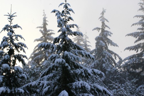 Image snow covered pine trees during daytime