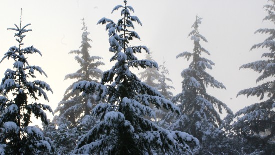 Image snow covered pine trees during daytime