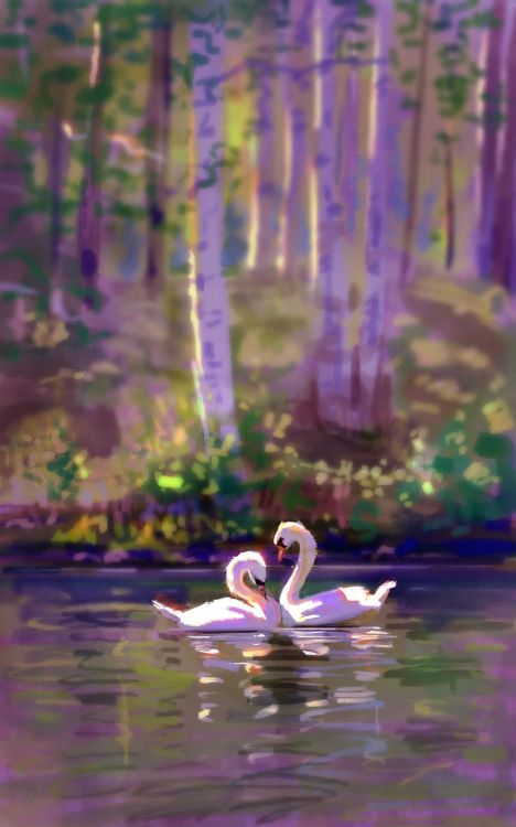 white swan on water during daytime