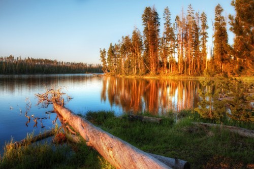 Image brown tree trunk on lake side during daytime