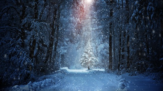 Image snow covered trees during daytime