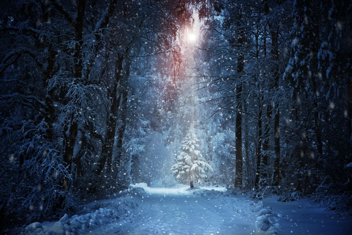 Winter Tree Wallpaper 67 pictures