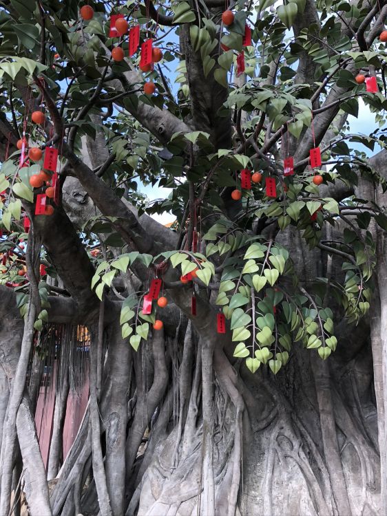 tree, branch, woody plant, fruit tree, produce