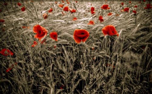 Image orange flowers on brown grass