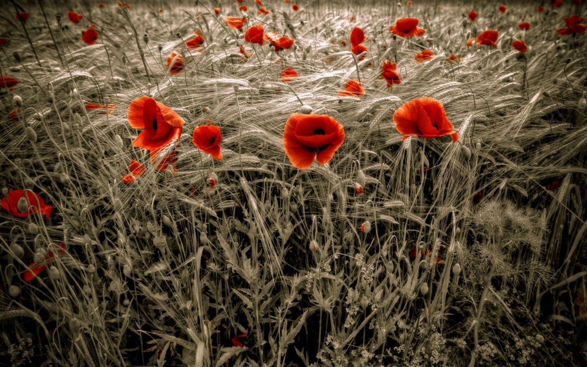 orange flowers on brown grass