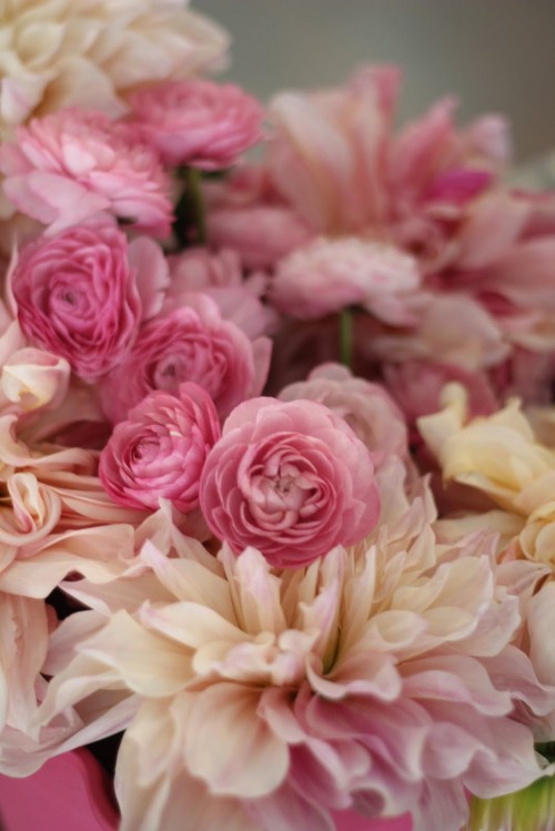 Image pink roses in bloom during daytime