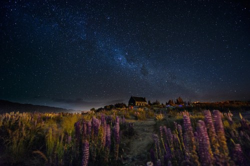 Image green trees under starry night