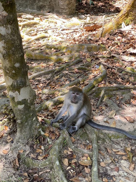 macaques, Old world monkeys, branch, daytime, natural environment