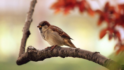 Image brown and white bird on brown tree branch