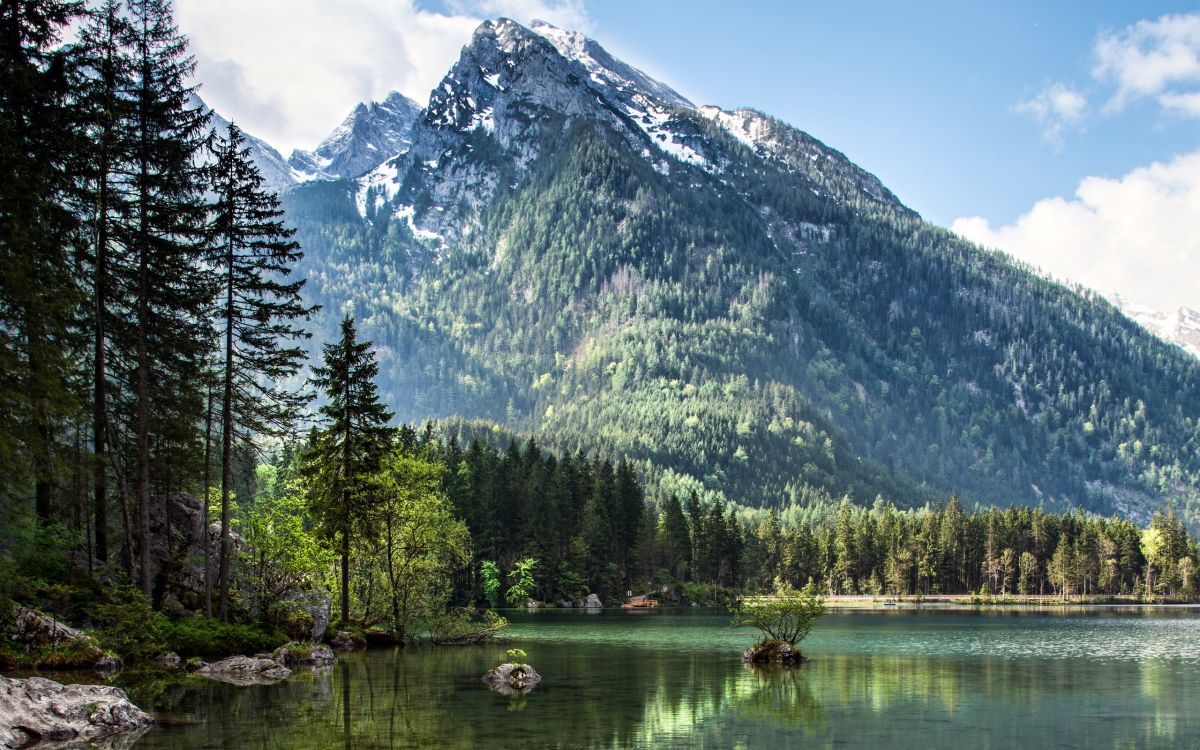 green trees near lake and mountain