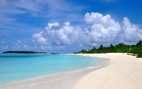 Image green trees on white sand beach during daytime