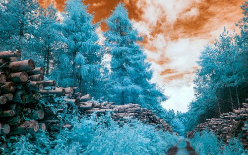 Image green trees covered with snow under blue sky