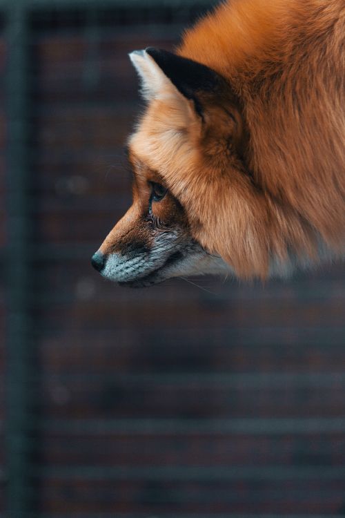 Brown Fox in Tilt Shift Lens. Wallpaper in 3456x5184 Resolution
