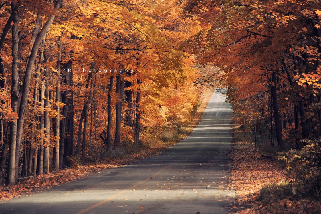 性质, 落叶, 森林, 林地, 早上 壁纸 1920x1280 允许