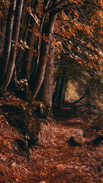 Image woodland, graphics, plant, natural landscape, People in nature