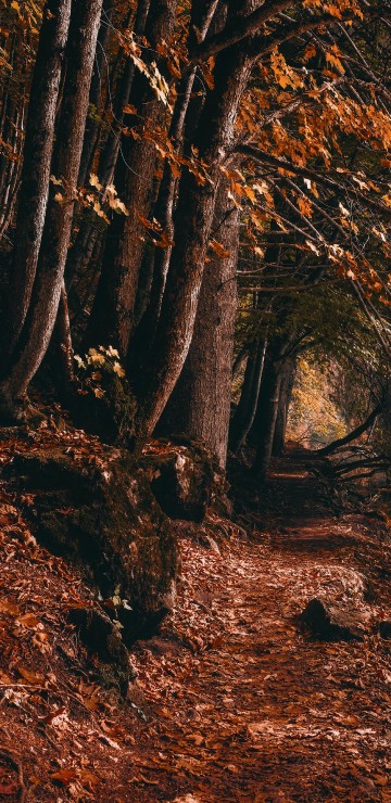 Image woodland, graphics, plant, natural landscape, People in nature