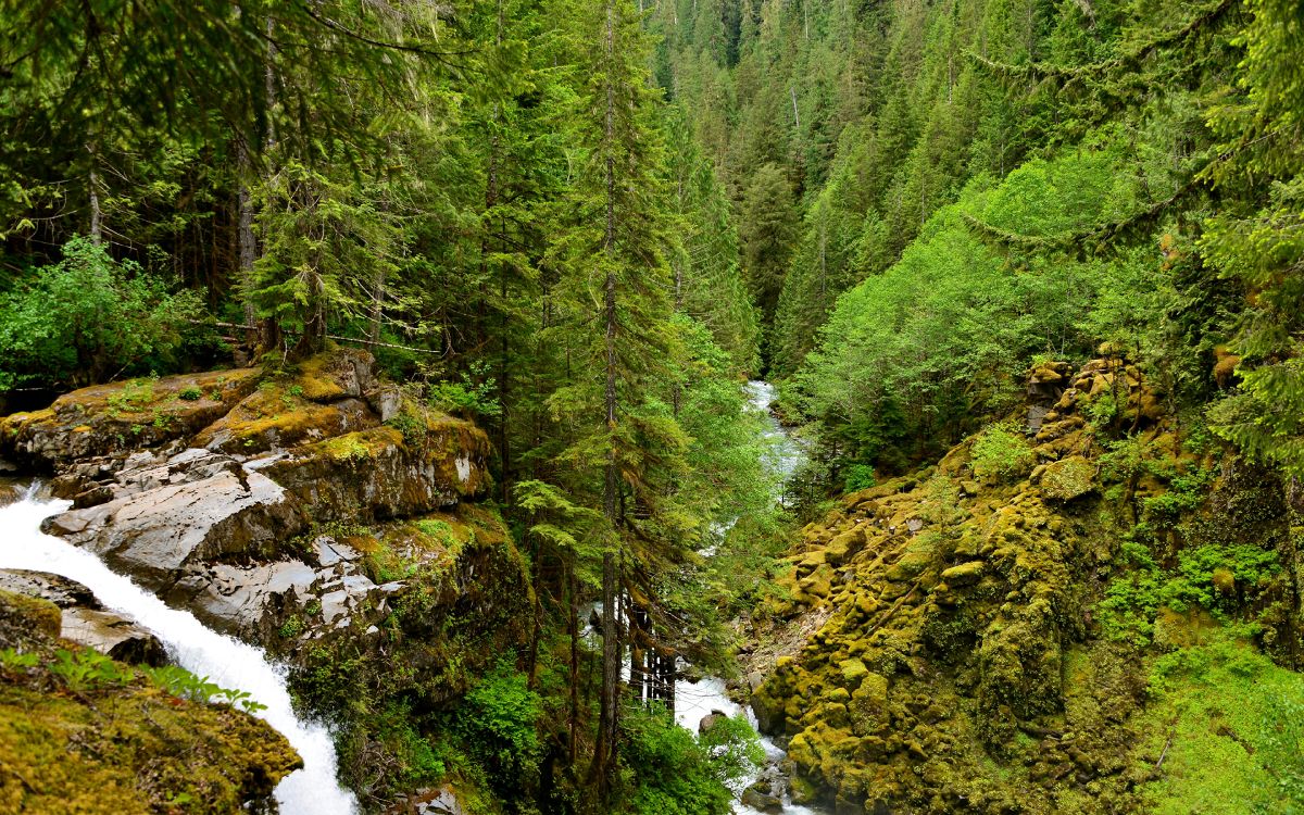 Grüne Pinien Und Fluss. Wallpaper in 3840x2400 Resolution