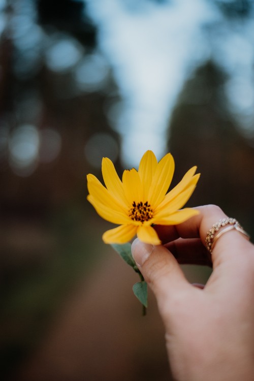 Image person holding yellow daisy flower