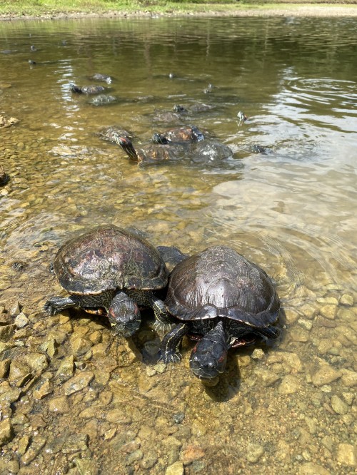 Image tortoise, common snapping turtle, water, turtles, pond turtles