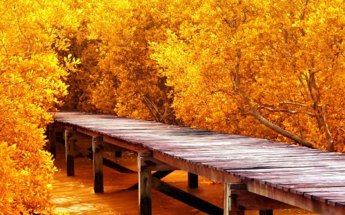 Image brown wooden dock near yellow leaf trees during daytime