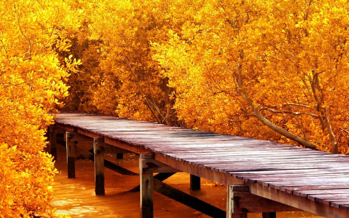 brown wooden dock near yellow leaf trees during daytime