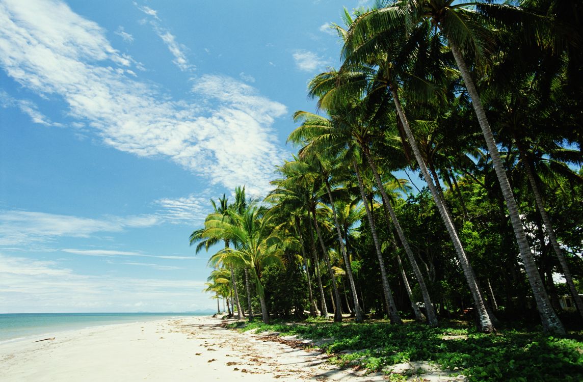 Green Palm Trees on White Sand Beach During Daytime. Wallpaper in 5197x3406 Resolution
