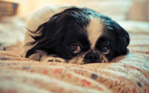 Image black and white long haired small sized dog lying on white and brown textile