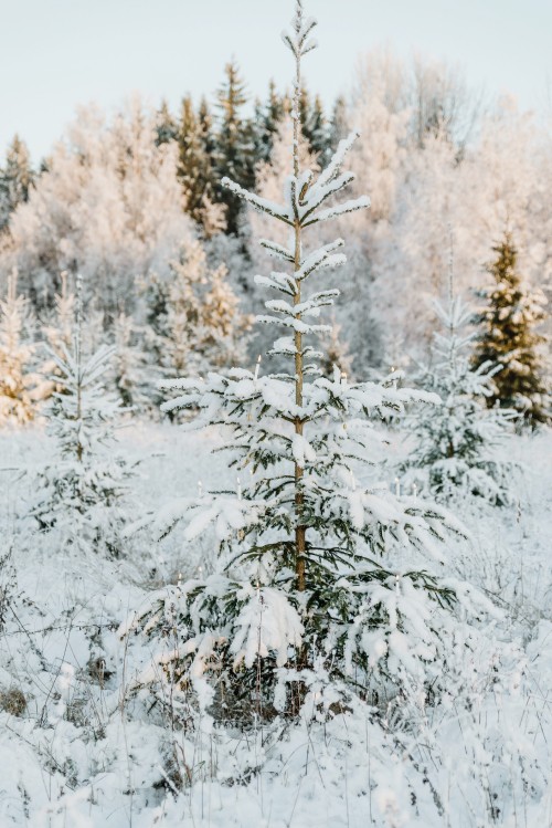 Image Christmas Day, Columbian spruce, Balsam fir, tree, Arizona Cypress