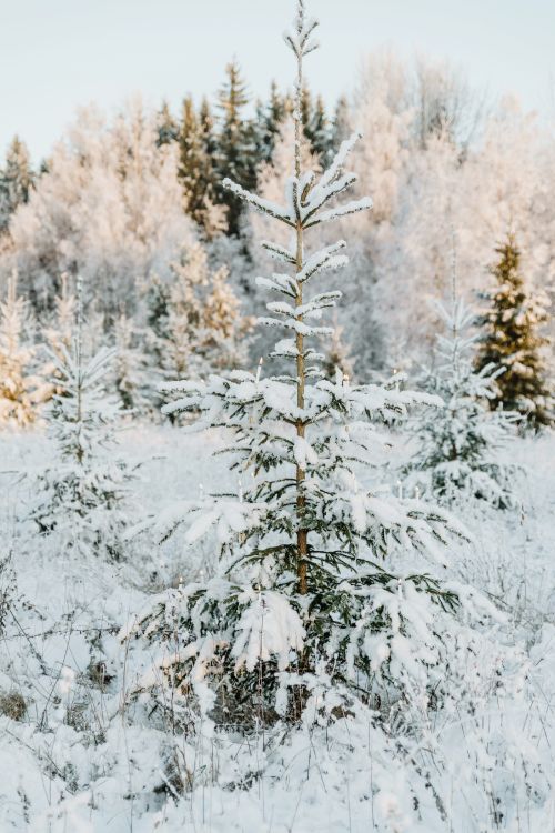 Christmas Day, Columbian spruce, Balsam fir, tree, Arizona Cypress