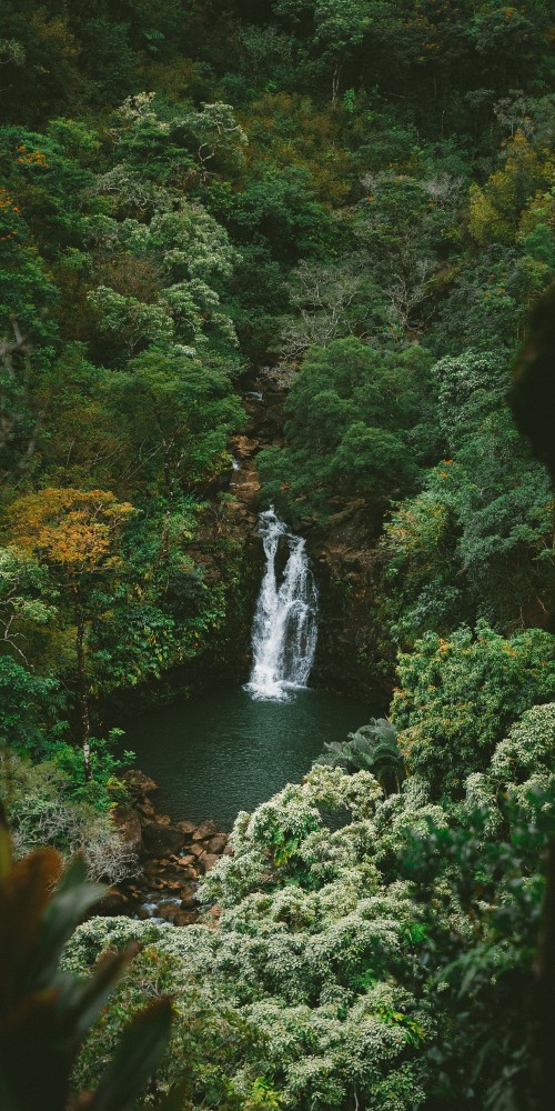 Image rainforest, jungle, nature, water, water resources